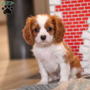 Pepper, Cavalier King Charles Spaniel Puppy